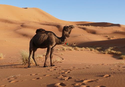 4 Days Tour from Fes to Merzouga Desert